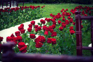 floral designer Roma